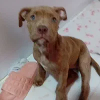 واگذار سگ پیت بول|سگ|تهران, تهرانسر مرکزی|دیوار