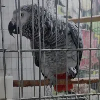 کاسکو دم قرمز