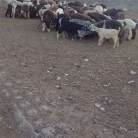 گوسفند زنده کهره و بره|حیوانات مزرعه|شیراز, احمدآباد|دیوار