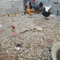 فروش سه عدد مرغ محلی