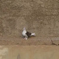 کبوتر سسلی