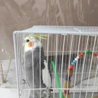 پرنده عروس هلندی