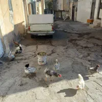 گلین|حیوانات مزرعه|کرمانشاه, |دیوار