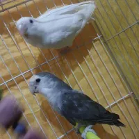 جفت کوتوله برزیلی|پرنده|تربت جام, امام|دیوار