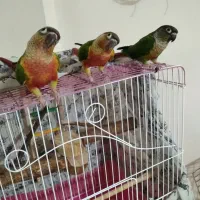طوطی گرینچیک دستی|پرنده|اصفهان, کوی امیریه|دیوار