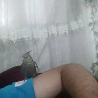 عروس هلندی کاملا دستی