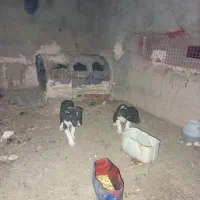 چندتا توله سگ و یکی گربه