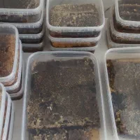 فروش عسل طبیعی کردستان، ژل رویال معجون تقویت جنسی|خوردنی و آشامیدنی|کلاله, |دیوار