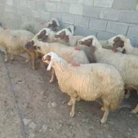 میش داشتی سنجابی|حیوانات مزرعه|کوزران, |دیوار