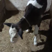 گوساله ۲ماهه|حیوانات مزرعه|صومای برادوست, |دیوار