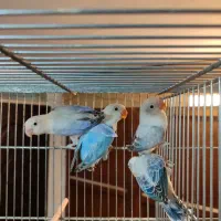 اوپلاین یووینگ بلو