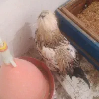 دوتا خروس پا پر|حیوانات مزرعه|الیگودرز, |دیوار