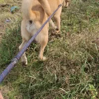 سگ پژدر واگذاری|سگ|چابکسر, |دیوار