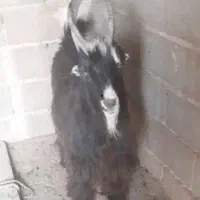 بزغاله   شاخ انبری  ترکی  اصیل|حیوانات مزرعه|شهرضا, |دیوار