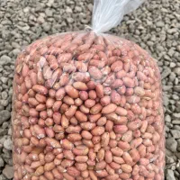 بادام زمینی ممتاز آستانه اشرفیه