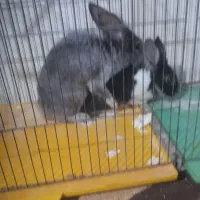 خرگوش نر ماده  بالغ