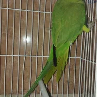 طوطی ملنگو ماده|پرنده|سنندج, |دیوار