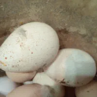 تخم بوقلمون نطفه دار