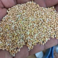 ارزن درشت ایرانی کیلویی60