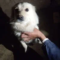 حیوان خانگی