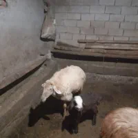 جفتی ۵۵ ملیون|حیوانات مزرعه|سرعین, |دیوار