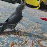 بستان دشت آزادگان شماریه