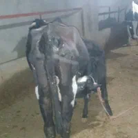 یک راس گاو گوساله دار