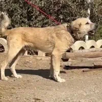 دو قلاده نگهبان