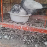 کفتر|پرنده|اراک, |دیوار