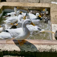 بوقلمون کرچ . مرغ تخم گذار. جوجه اردک . جوجه غاز