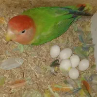 کوتوله ماده مست سبز اوپال و جوجه آبی معاوضه با نر