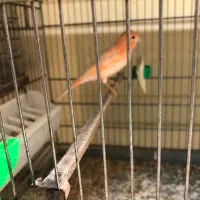 انواع قناری نر همه یکساله همگی بخوان|پرنده|گرگان, |دیوار