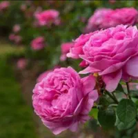 گل محمدی محلی