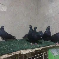 زاغ ابادانی|پرنده|مسجد سلیمان, |دیوار