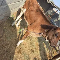 گاو|حیوانات مزرعه|بندرعباس, |دیوار