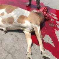 قصاب