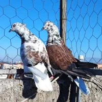 کبوتر دهن جور