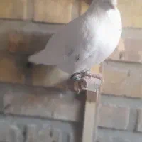 ۶ تا ماده|پرنده|تربت جام, مطهری|دیوار