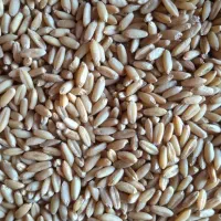 گندم دیم دست چین 50