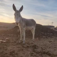 با سلام فروش ۲راس کره خر نر آروم و اصیل