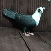 کبوتر