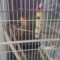 طوطی کوتوله برزیلی|پرنده|ملارد, |دیوار