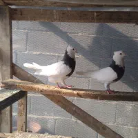 کبوتر طوقی تکپر