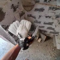 کبوتر زاغ دم سفید ماده|پرنده|ایلام, |دیوار