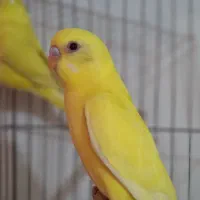 مرغ عشق چشم قرمز دستی و مولد