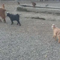 بز جوان و پر شیر|حیوانات مزرعه|اردبیل, |دیوار