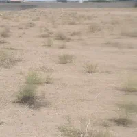 فروش-100قصب-باغ-بادامی-ثمری-و60قصب-زمین-گلگهر