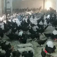 فروش فوری 300 عدد نیمچه 3 ماه و 12 روزه|حیوانات مزرعه|تهران, اختیاریه|دیوار