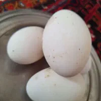 تخم قاز ساده