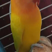 طوطی برزیلی